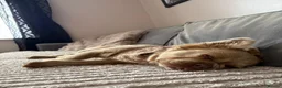 French Bulldog dogs for sale: Fluffy frenchie  - Advert 5