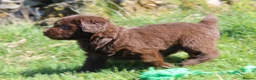 Labradoodle dogs for sale: Stunning Red Merle and Chocolate Labradoodle Pups in Auchterarder - Advert 15