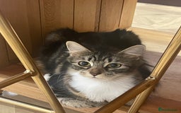 Mixed Breed cats for sale: Beautiful European tabby female cat - Image 6