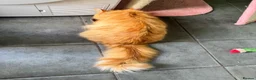 Maine Coon cats for adoption: Beautiful 5-Year-Old Maine Coon Looking for Home  in Nottingham - Advert 5