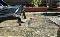 Mini Lop rabbits for sale: Possibly rehoming my male rabbit  - Image 5