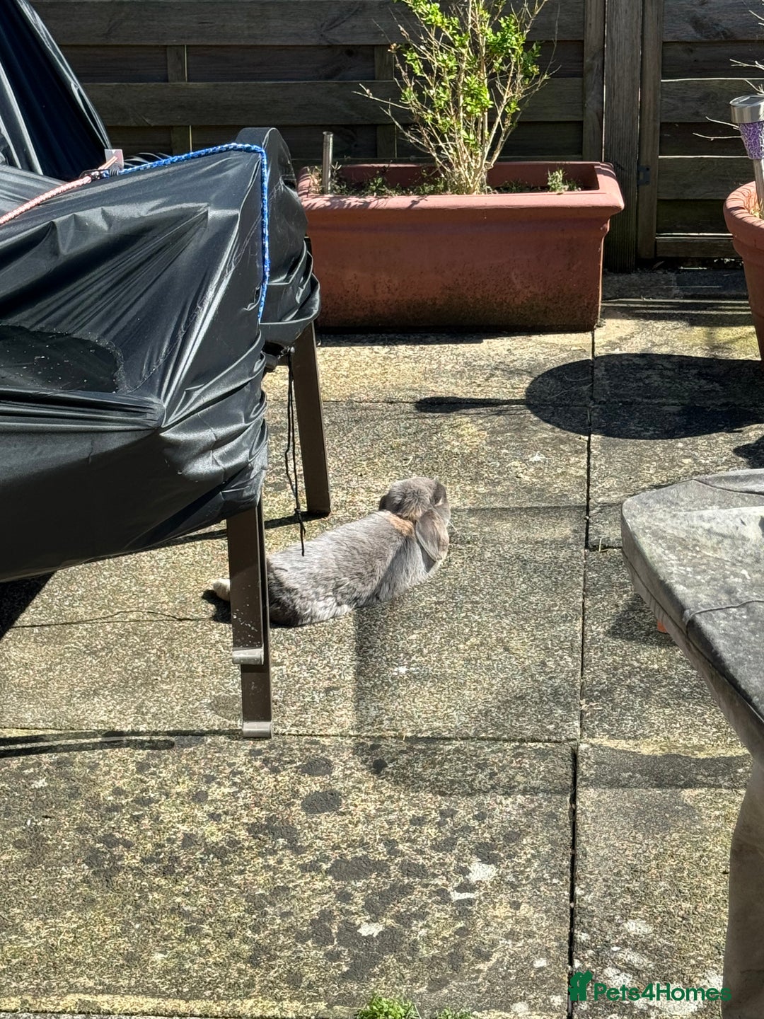 Mini Lop rabbits for sale: Possibly rehoming my male rabbit  - Image 5