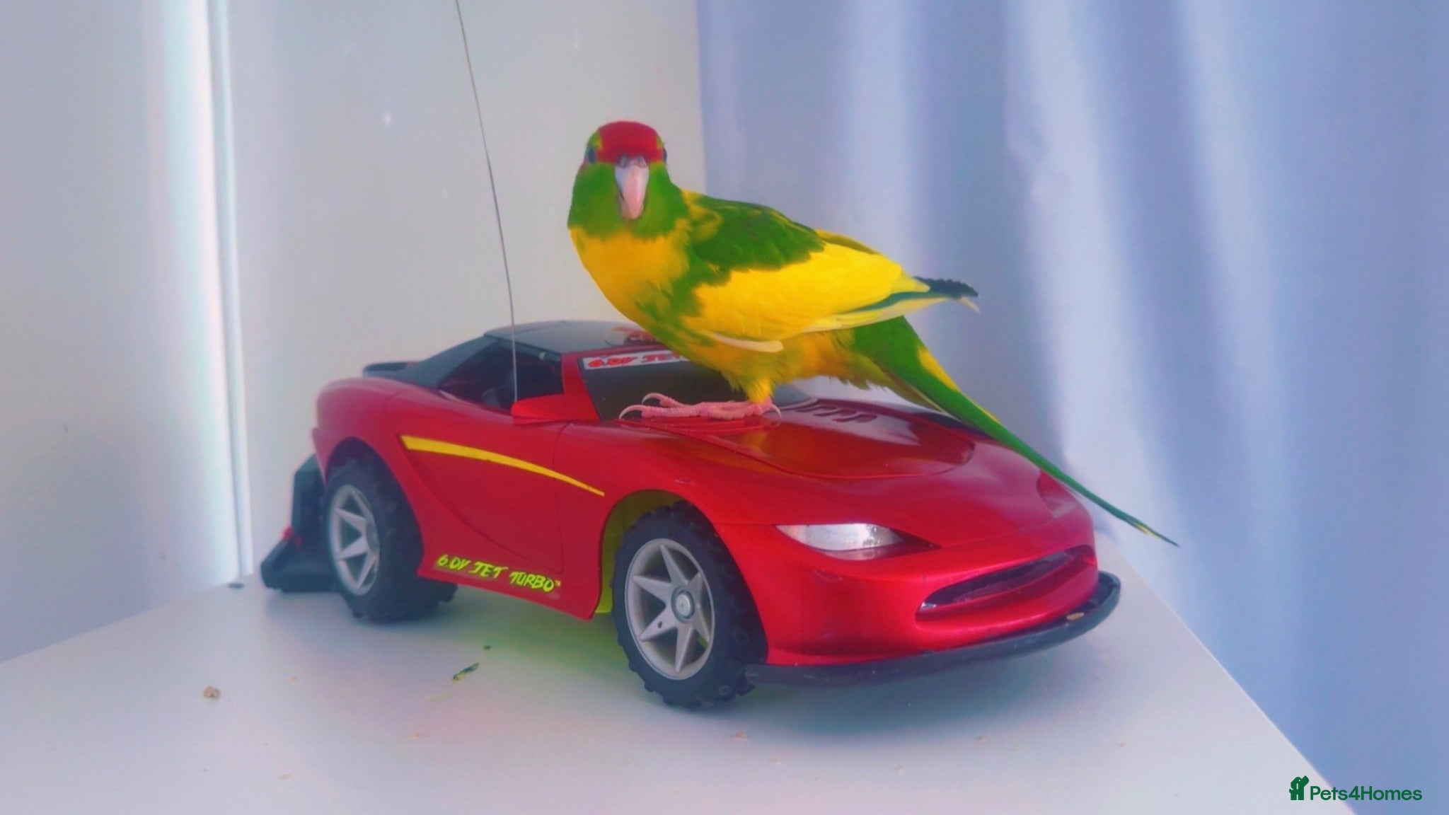 Parrots birds Kākāriki Parrot  - Advert 1