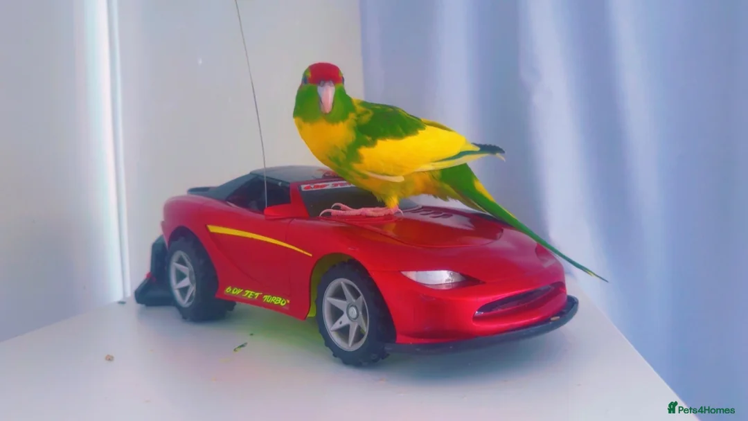 Parrots birds for sale: Kākāriki Parrot  in Nottingham - Advert 1