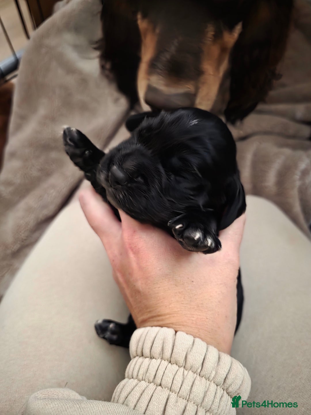 Cocker Spaniel dogs for sale: Working cocker Spaniel puppies KC registered  - Image 22