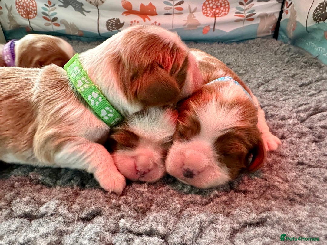 Cavalier King Charles Spaniel dogs for sale: Fully Health Tested Male CKCS Puppies - Image 3