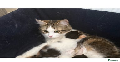 Maine Coon cats - Advert 5