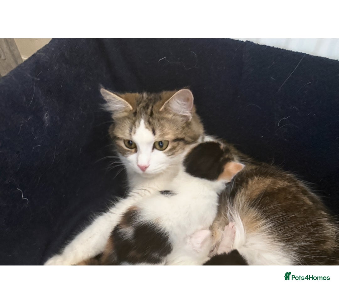 Maine Coon cats for sale: Ready to Go- Beautiful Maincoon x kittens  - Image 3