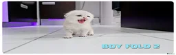 Scottish Fold cats for sale: Beautiful Scottish Fold,British & Munchkin Kittens - Advert 16