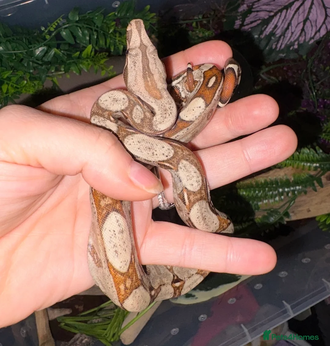 Boa Snake reptiles for sale: Baby Common Boa  - Advert 1