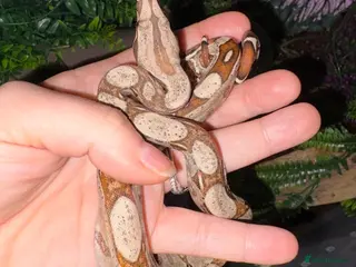 Boa Snake reptiles Baby Common Boa - Advert 1