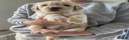 Mixed Breed dogs for sale: Golden retrievers flat coat retriever  - Advert 2