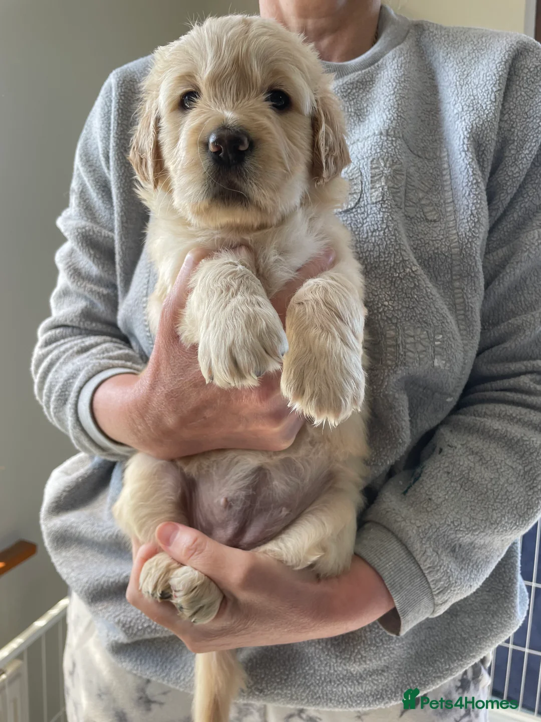 Mixed Breed dogs for sale: Golden retrievers flat coat retriever  - Advert 2