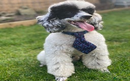 Toy Poodle dogs for stud: Parti Toy Poodle KCregistered PRA PRCD NEG proven - Image 5