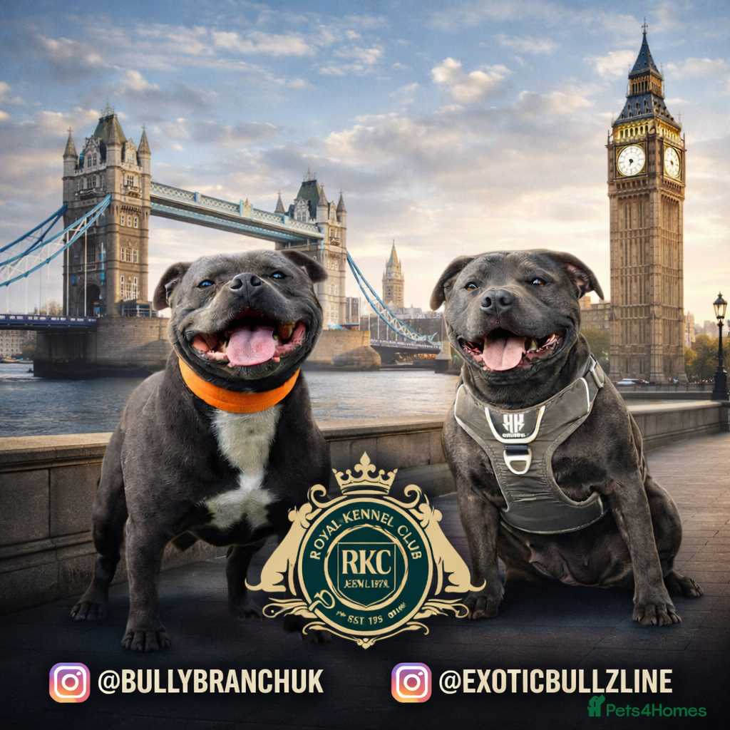 Staffordshire Bull Terrier dogs KC Registered Staffordshire bull terriers - Advert 2