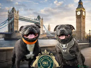 Staffordshire Bull Terrier dogs KC Registered Staffordshire bull terriers - Advert 2
