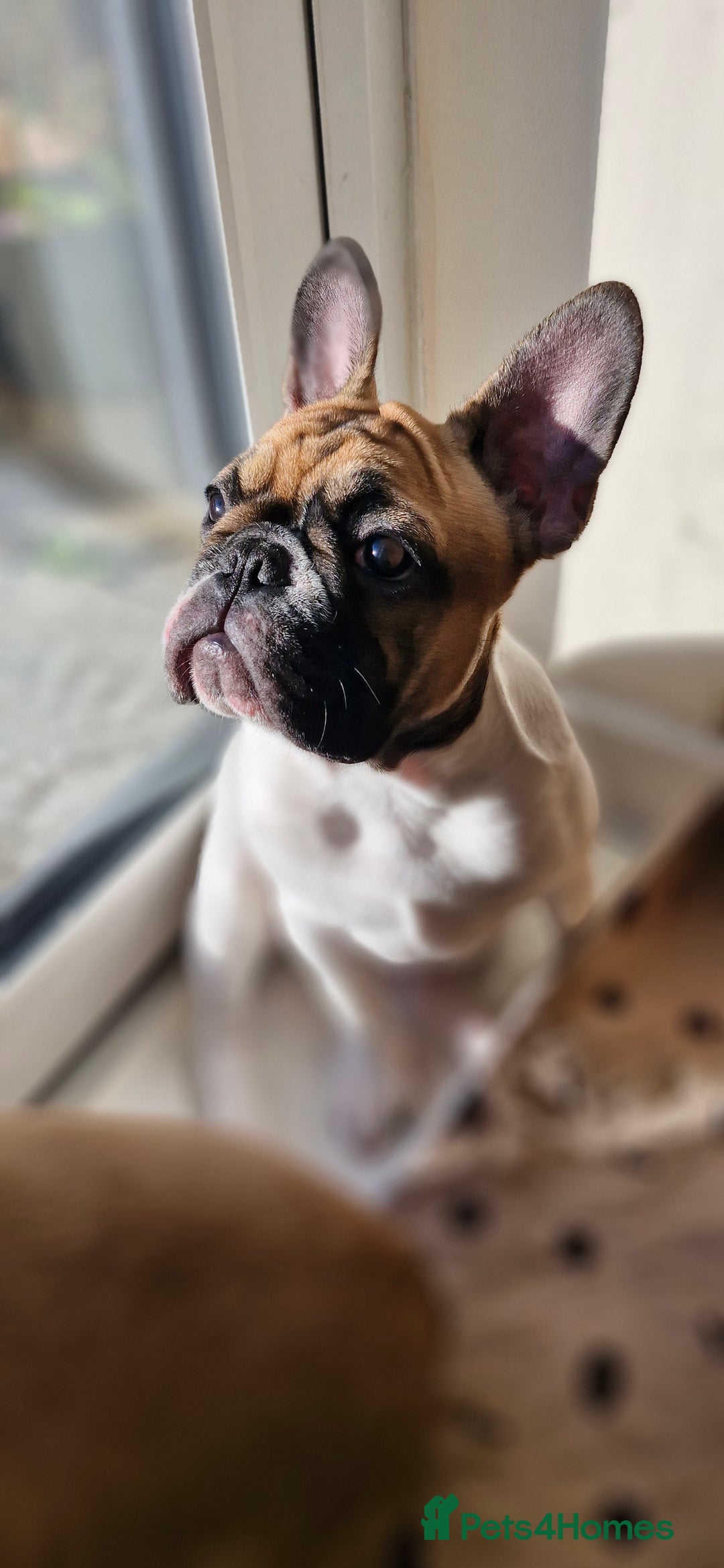 French Bulldog dogs for sale: French Bulldog - Advert 17