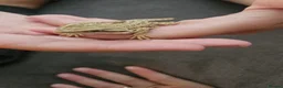 Bearded Dragon reptiles for sale: Baby bearded dragons citrus cross - Advert 9