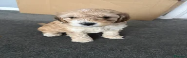 Cockapoo 1 Bailey 