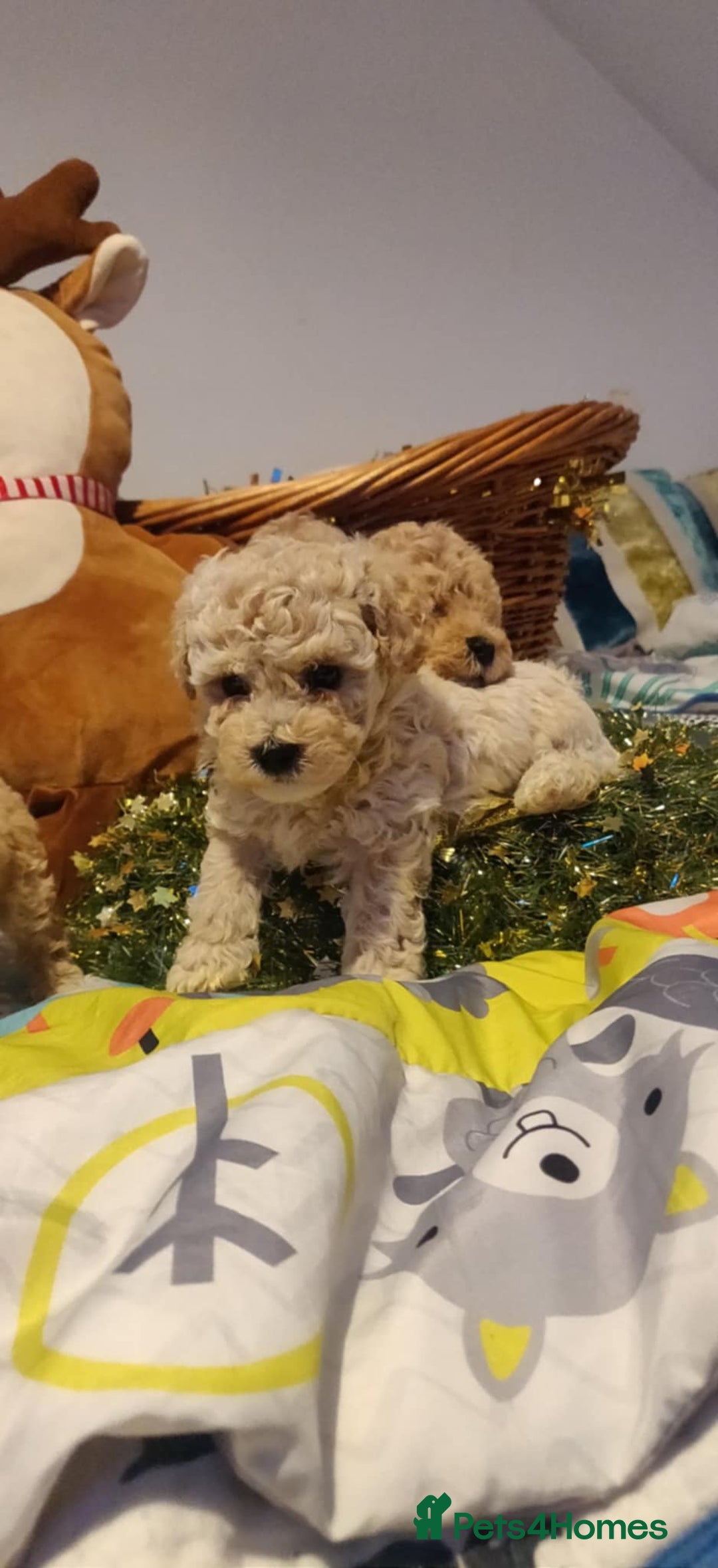 Maltipoo dogs for sale: Beautiful maltipoo puppys - Advert 10