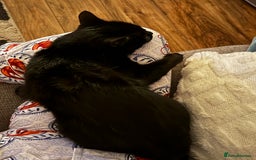 Mixed Breed cats for sale: Moggy cat ‘Florence / Flo’ - Advert 3