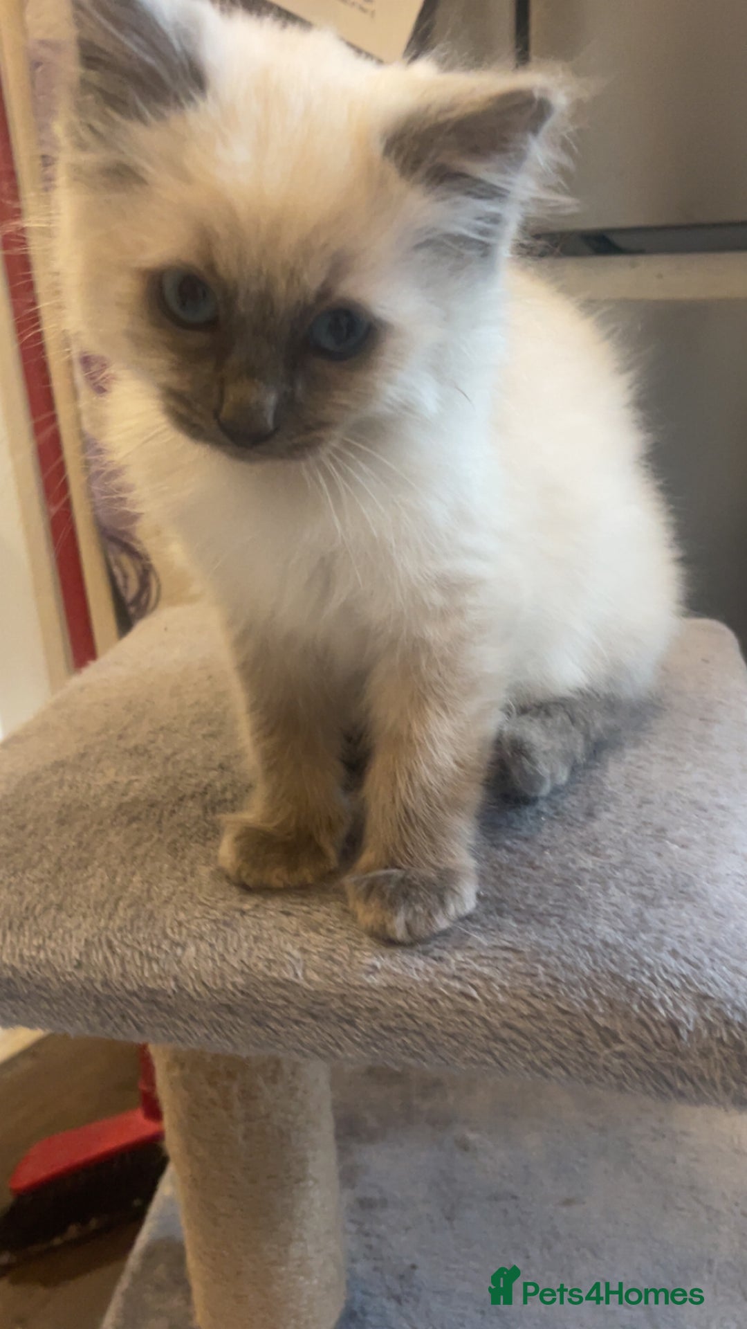Ragdoll cats for sale: Beautiful kitten  - Advert 6
