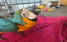 Macaws birds for sale: Hand reared blue & gold Macaw Chick - Image 22