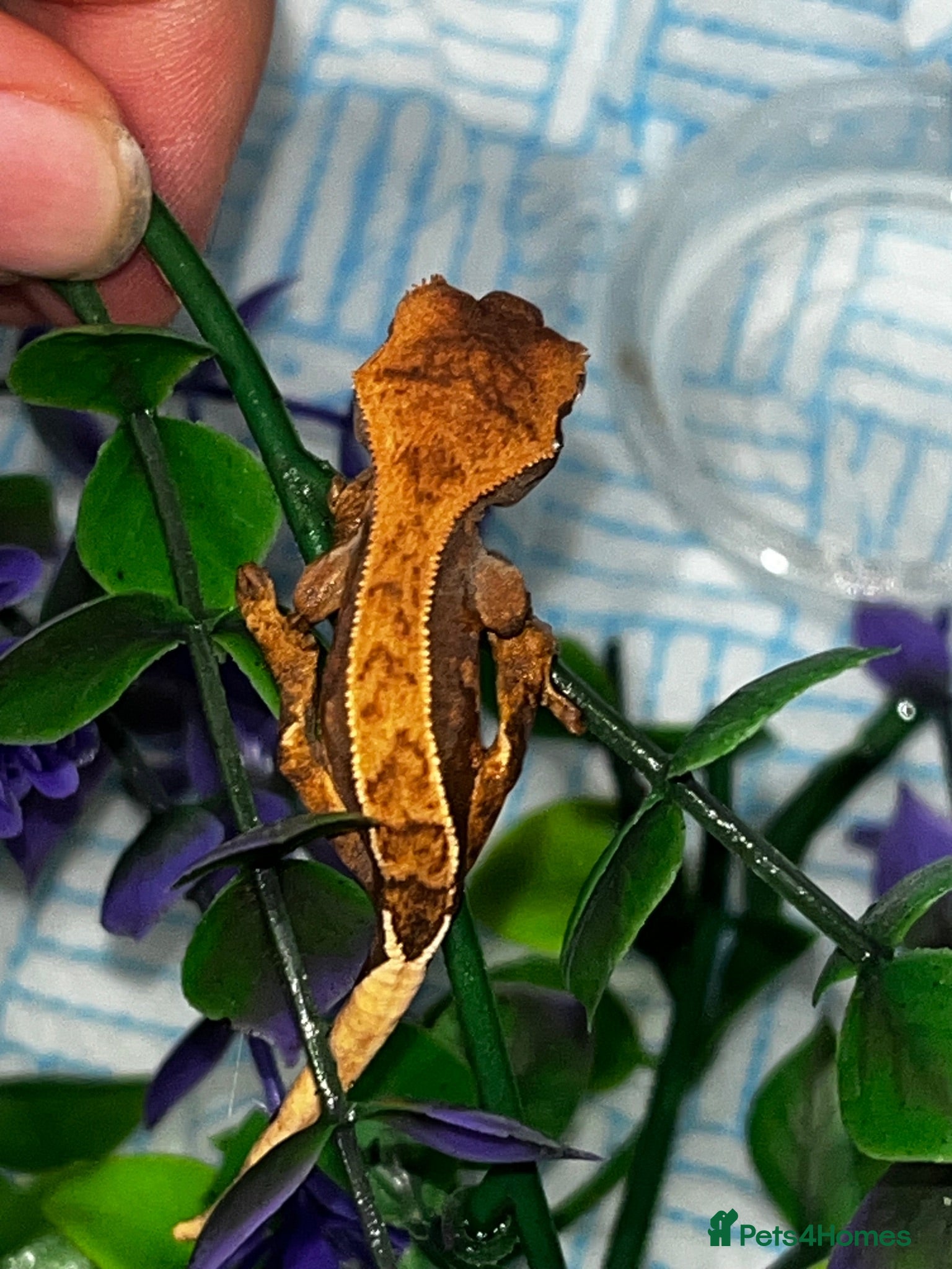 Gecko reptiles Four baby crested geckos  - Advert 9