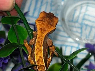 Gecko reptiles Four baby crested geckos - Advert 1