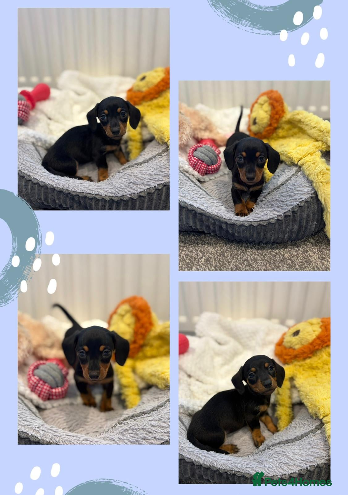Miniature Dachshund dogs for sale: Outstanding Litter - Advert 1