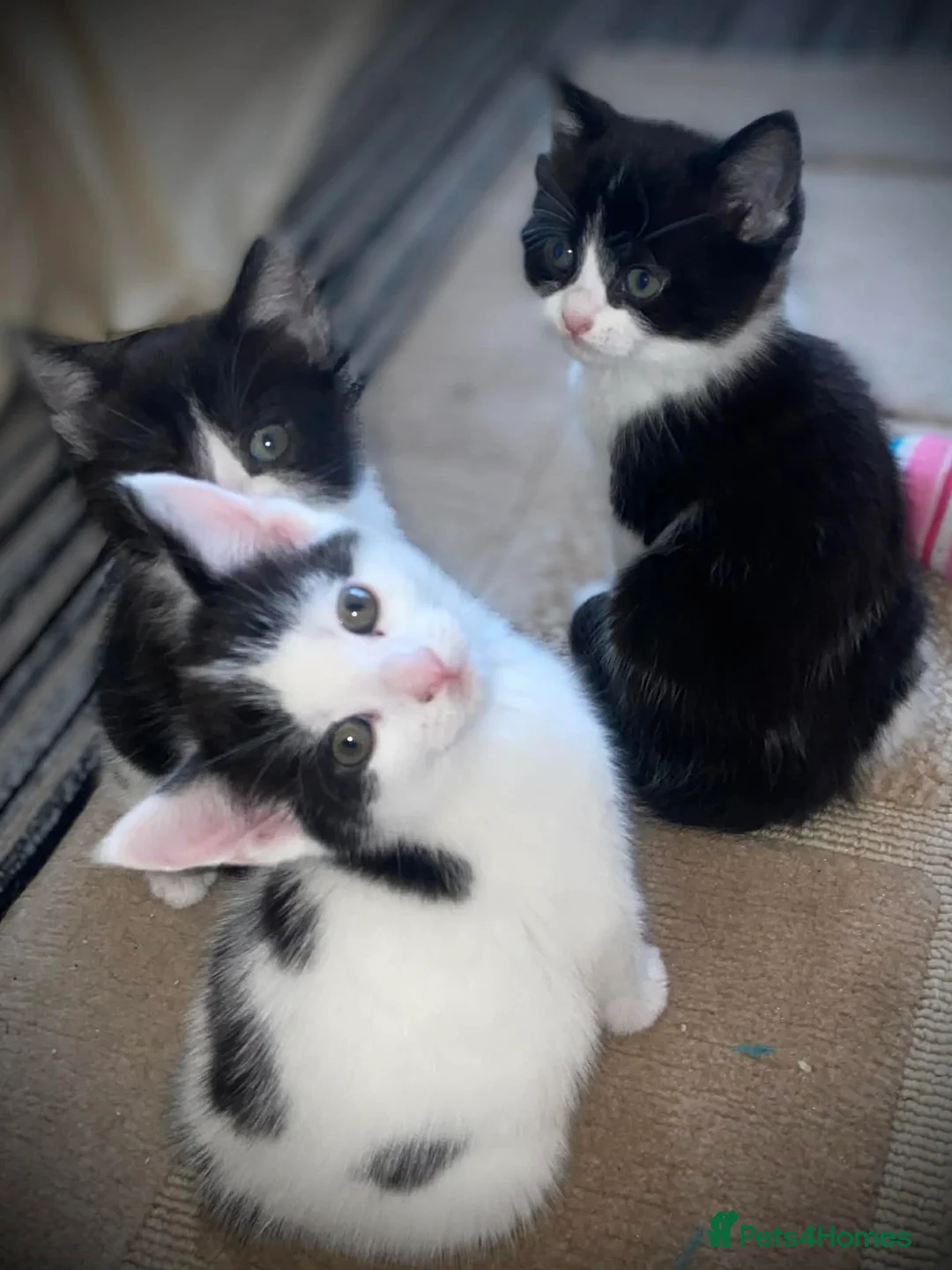 Mixed Breed cats for sale: Pretty Little Girl Kitten🤍 - Advert 5