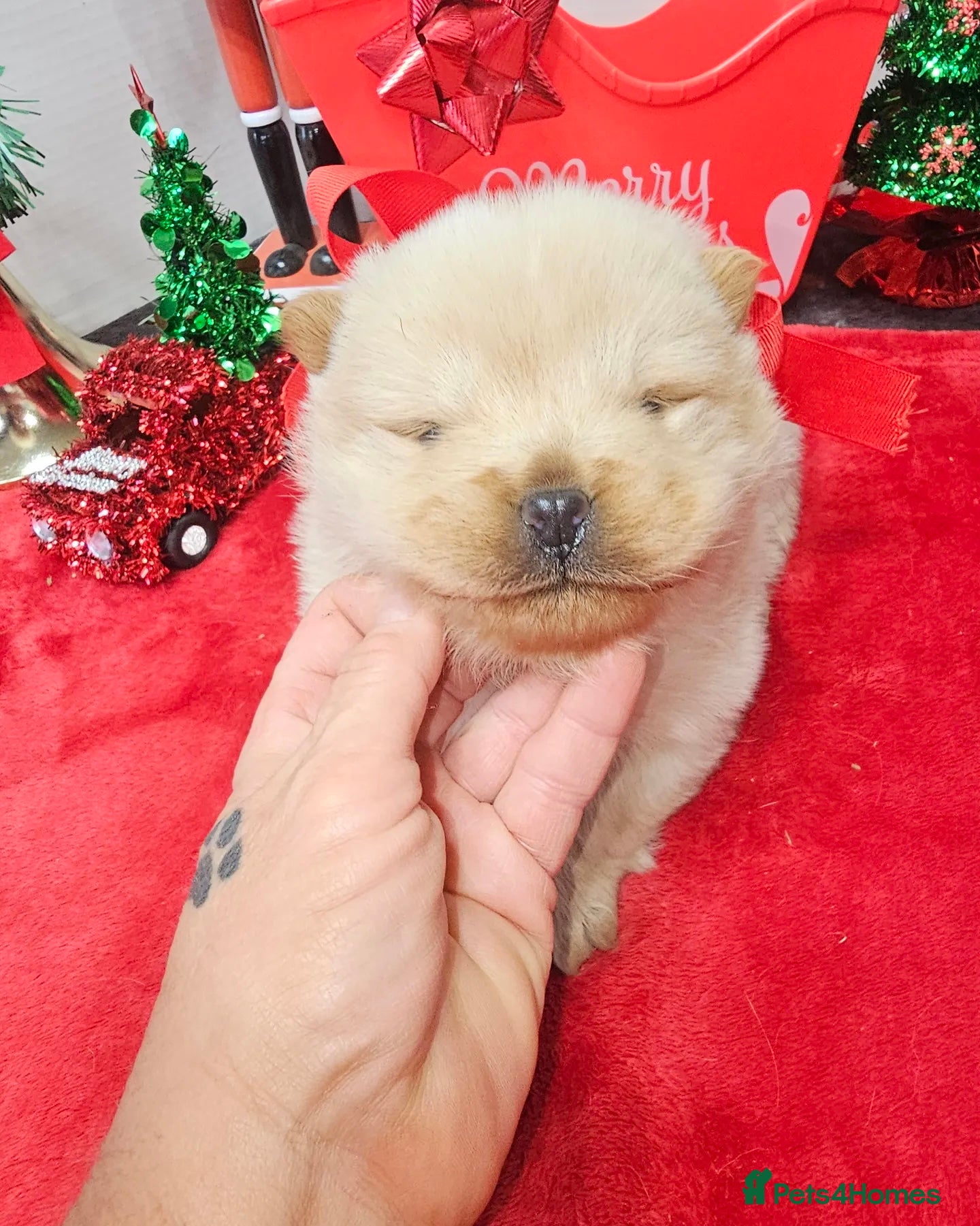 Chow Chow dogs  **  Litter of  Chow Chow Puppies - Advert 9