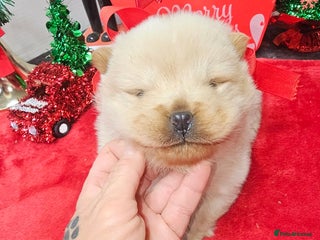 Chow Chow dogs ** Litter of Chow Chow Puppies - Advert 9