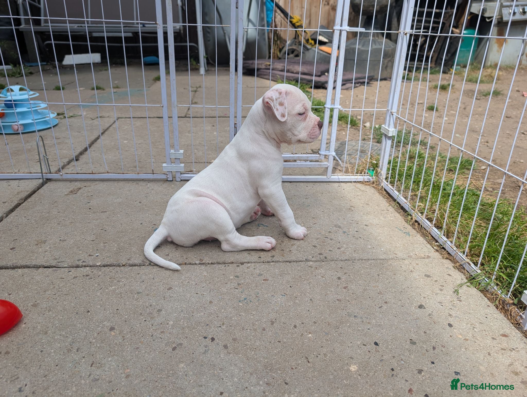 American Bulldog dogs Johnson American bulldog puppies - Advert 2