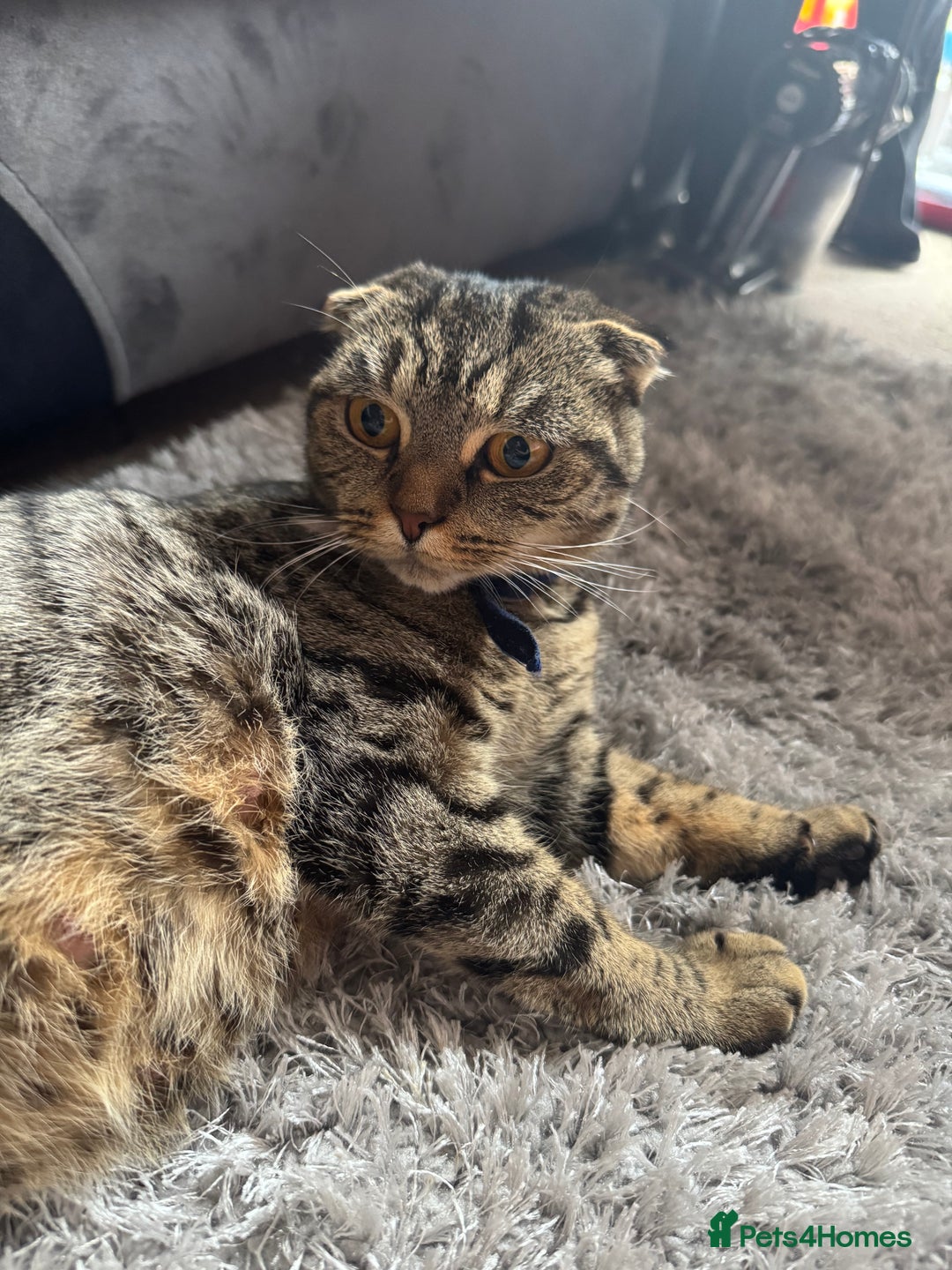 British Shorthair cats for sale: British shorthair cat  - Advert 23