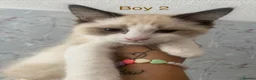 Ragdoll cats for sale: Ragdoll Kittens - Advert 7