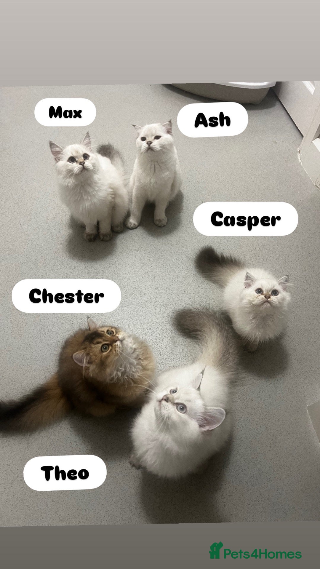 Scottish Fold cats READY **PRICE REDUCED **Top Quality Boy Kittens - Advert 2
