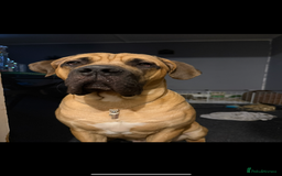 Cane Corso dogs for sale: Two beautiful cane corsos looking to be rehomed - Image 9