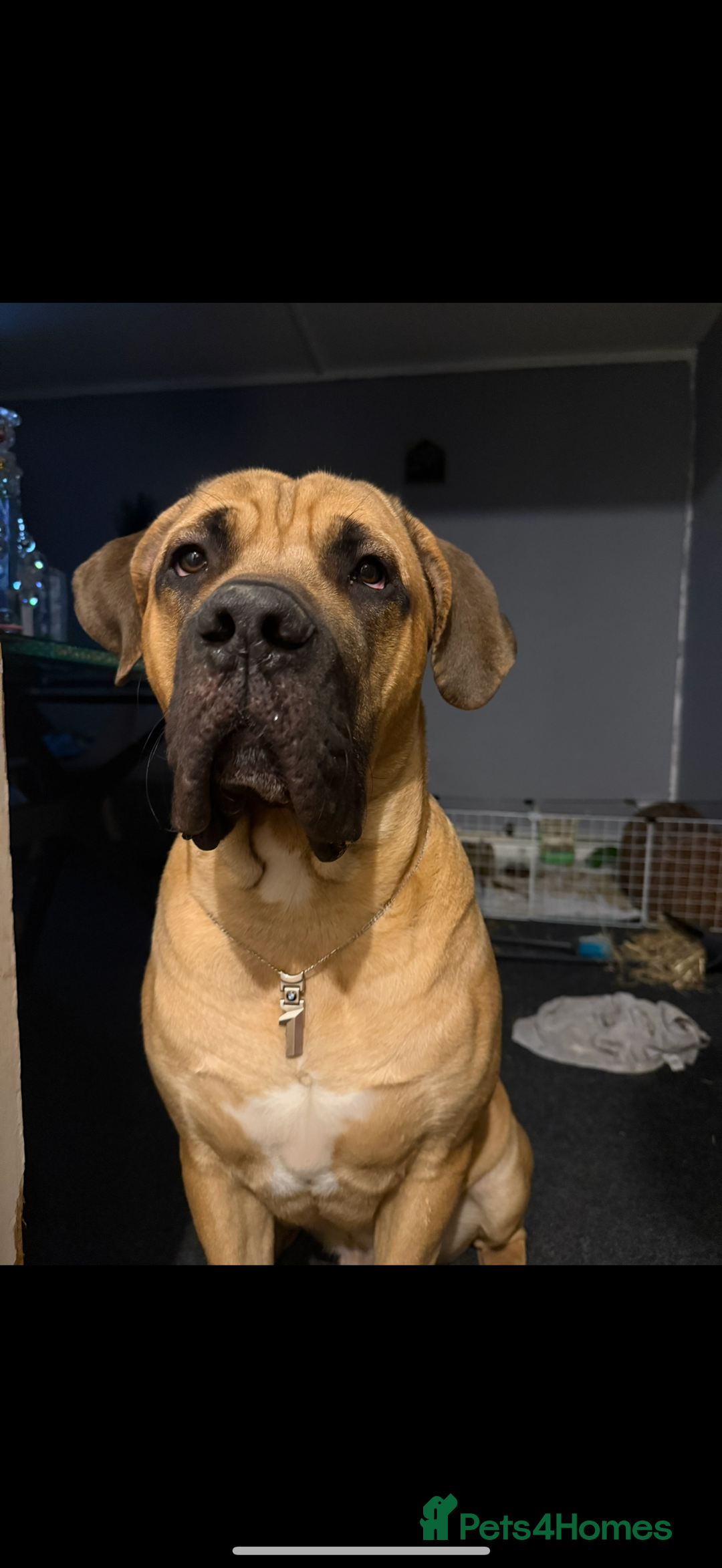Cane Corso dogs for sale: Two beautiful cane corsos looking to be rehomed - Image 9