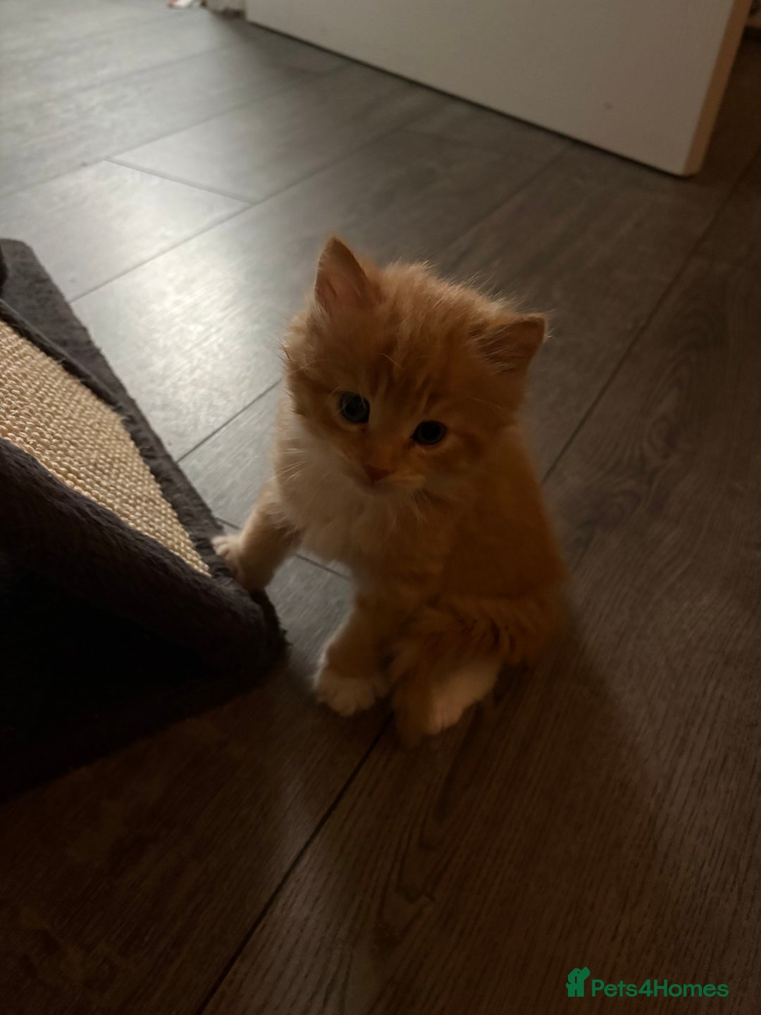 Maine Coon cats for sale: Kitten for sale £200 - Image 2