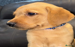 Labrador Retriever dogs for sale: KC Reg Fox Red Labrador pups.Council licensed. - Image 3