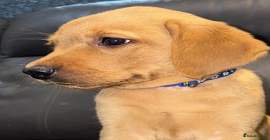 Labrador Retriever dogs - Advert 2