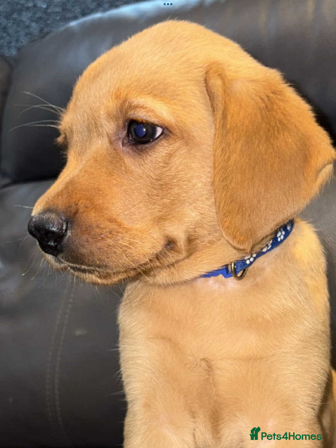 Labrador Retriever dogs for sale: KC Reg Fox Red Labrador pups.Council licensed. - Image 3