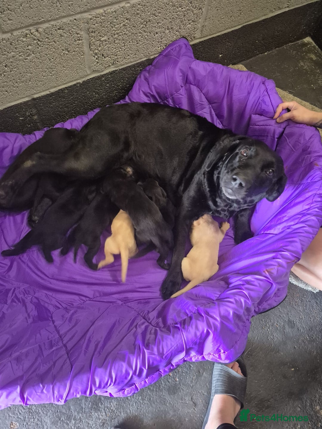 Labrador Retriever dogs for sale: Labrador Puppies  - Image 2