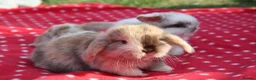 Mini Lop rabbits for sale: Mini lops chocolate harlequins - Advert 2