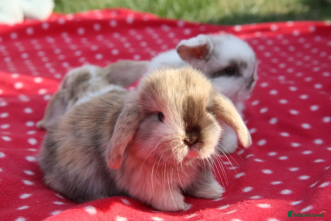 Mini Lop rabbits for sale: Mini lops chocolate harlequins - Advert 2