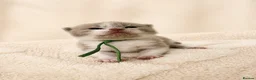 British Shorthair cats for sale: CHAMPION BRITISH SHORTHAIR KITTENS 😸  - Advert 4