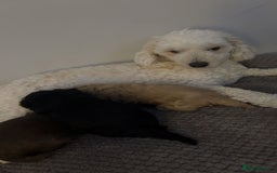 Poochon dogs for sale: Poochon puppies looking for forever home - Image 10