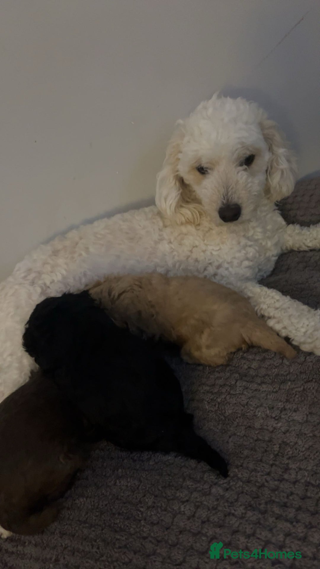 Poochon dogs for sale: Poochon puppies looking for forever home - Image 10