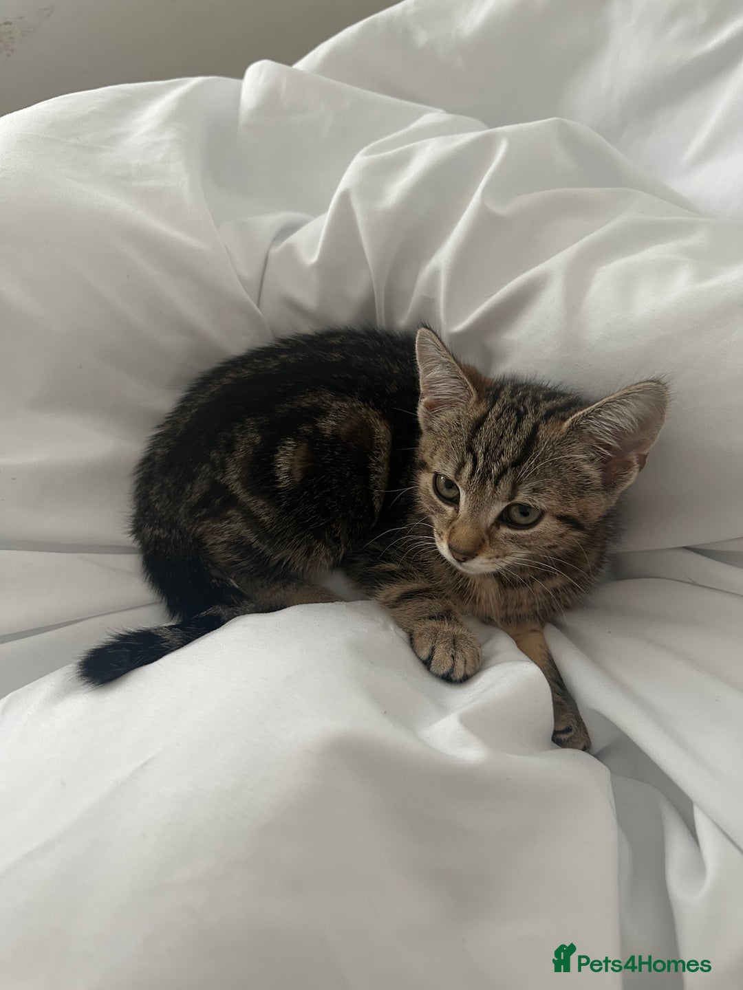 Mixed Breed cats for sale: 🐾 Adorable Kitten Looking for a Loving Home 🐾 - Image 4